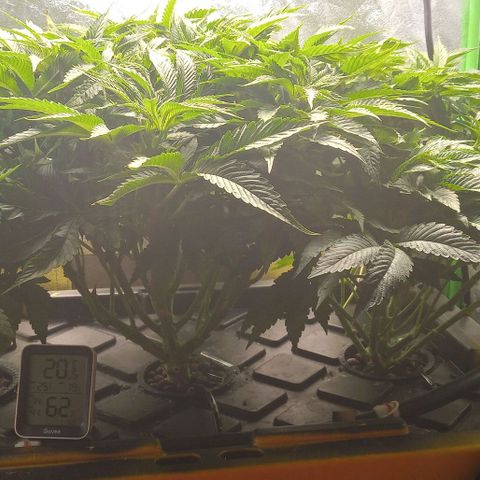 Unknown strain growlog timeline photo