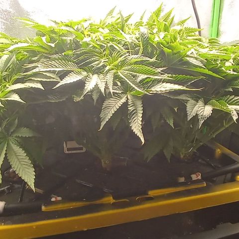 Unknown strain growlog timeline photo