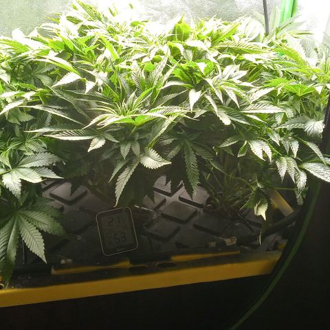 Unknown strain growlog timeline photo