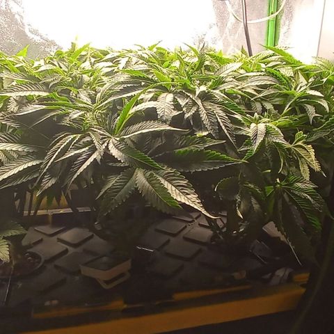 Unknown strain growlog timeline photo