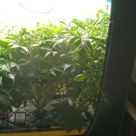 Unknown strain growlog timeline photo