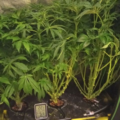 Unknown strain growlog timeline photo