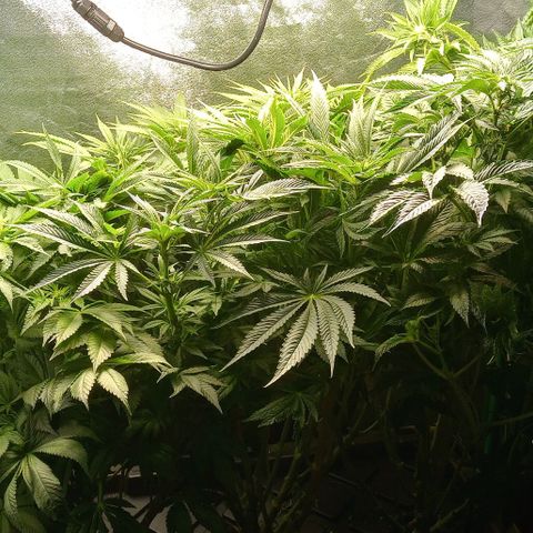Unknown strain growlog timeline photo