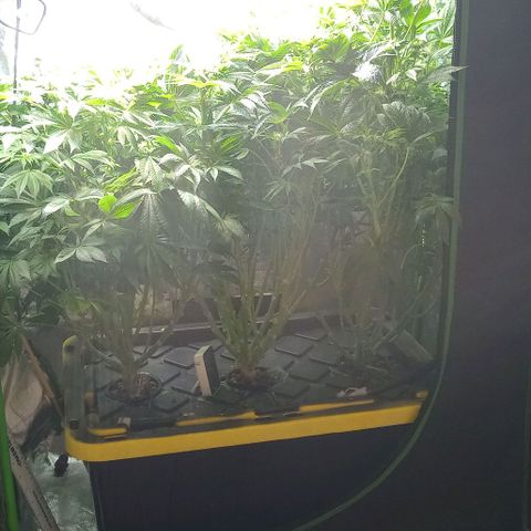 Unknown strain growlog timeline photo