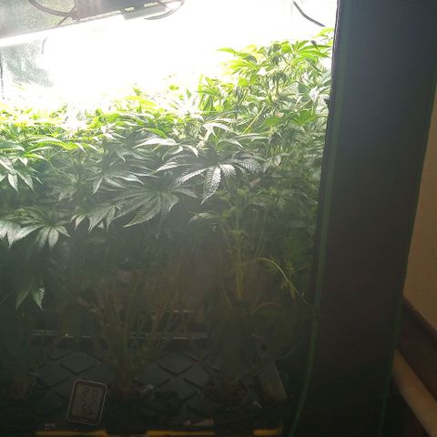Unknown strain growlog timeline photo
