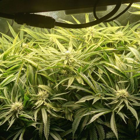 Unknown strain growlog timeline photo