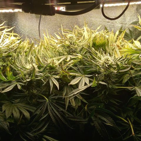 Unknown strain growlog photo: Nutrient burn and fucked up ph . Pen need calibration