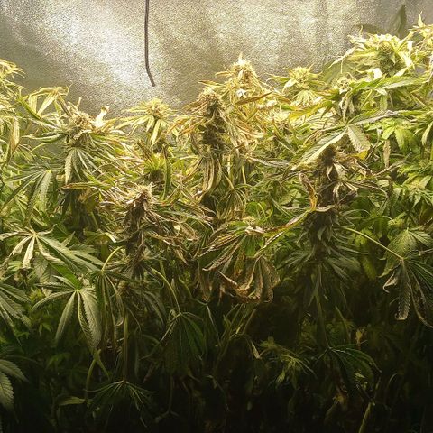 Unknown strain growlog photo: Nutrient burn at its finest plus my pH pen was out of collaboration calibration that's my pH was way off two points almost going to have to harvest in two days shit doesn't die on the plant 