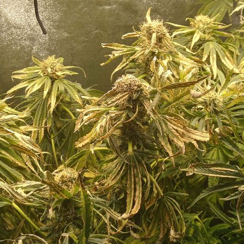Unknown strain growlog photo: Nutrient burn at its finest plus my pH pen was out of collaboration calibration that's my pH was way off two points almost going to have to harvest in two days shit doesn't die on the plant 