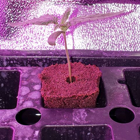 Harambe Bravo growlog timeline photo