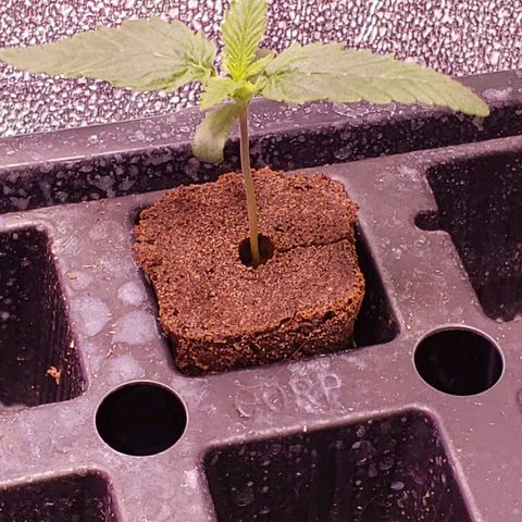 Harambe Bravo growlog timeline photo