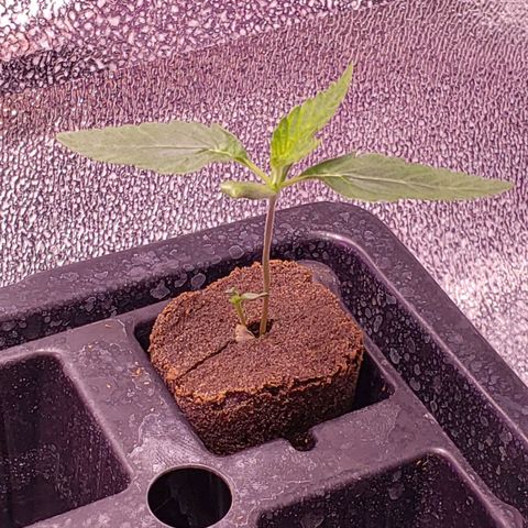 Harambe Alpha growlog timeline photo