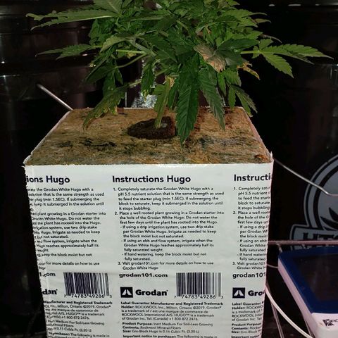 OGK Charlie growlog timeline photo