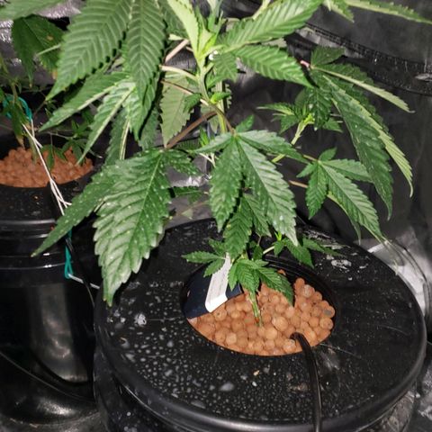 Cattle Baron growlog timeline photo