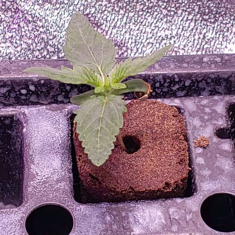 Harambe Charlie growlog timeline photo