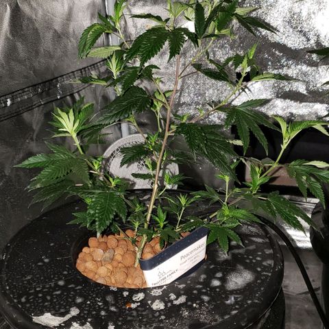 Peacemaker growlog timeline photo