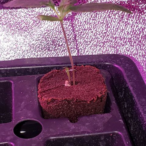 Harambe Alpha growlog timeline photo