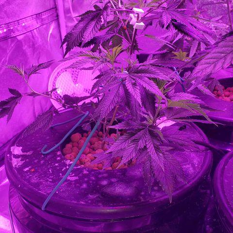 Peacemaker growlog timeline photo