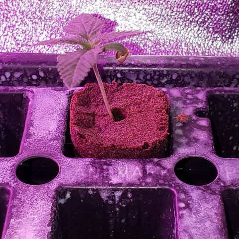 Harambe Charlie growlog timeline photo