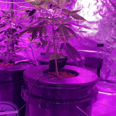 Cattle Baron growlog timeline photo