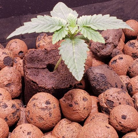 Harambe Charlie growlog timeline photo