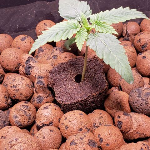 Harambe Bravo growlog timeline photo