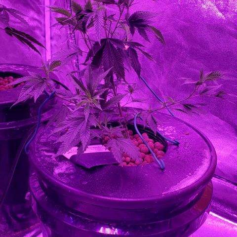 Peacemaker growlog timeline photo