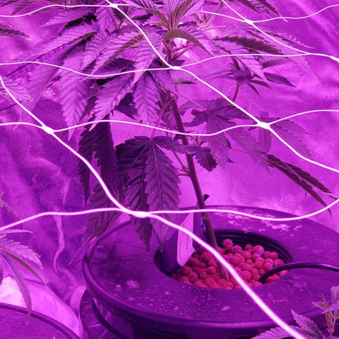 Cattle Baron growlog timeline photo