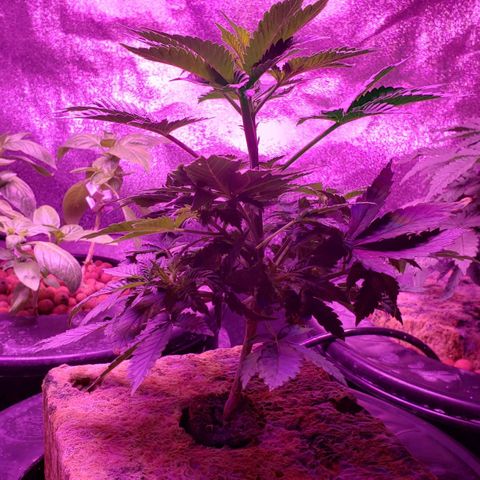 OGK Charlie growlog timeline photo