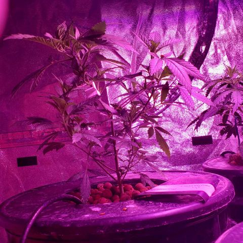 Phantom OG growlog timeline photo