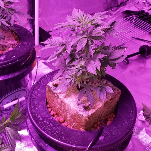 OGK Charlie growlog timeline photo