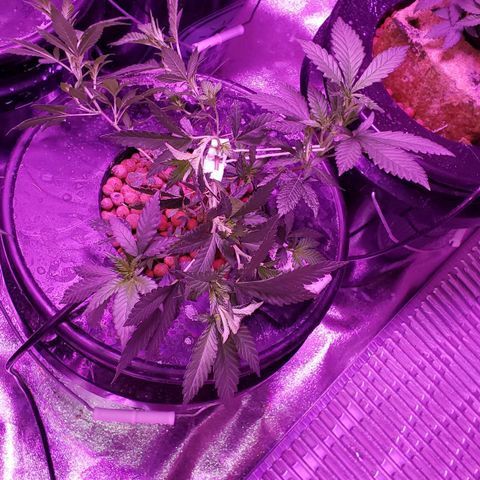 Phantom OG growlog timeline photo
