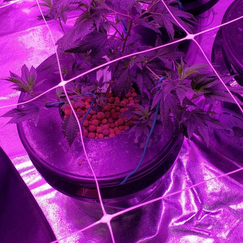 Peacemaker growlog timeline photo