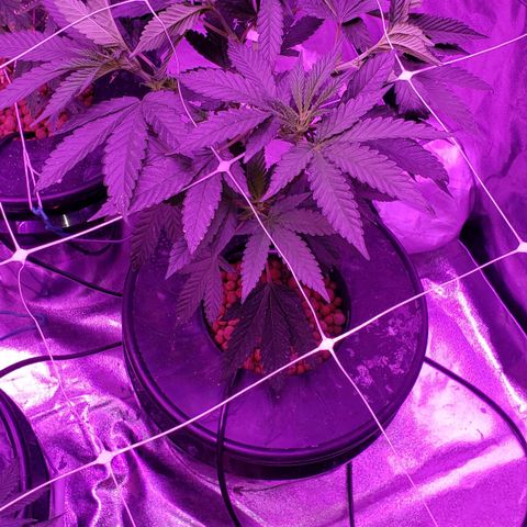 Cattle Baron growlog timeline photo