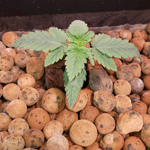 Harambe Bravo growlog timeline photo