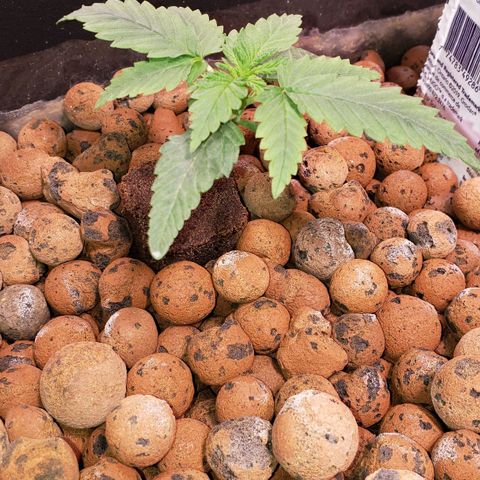Harambe Charlie growlog timeline photo