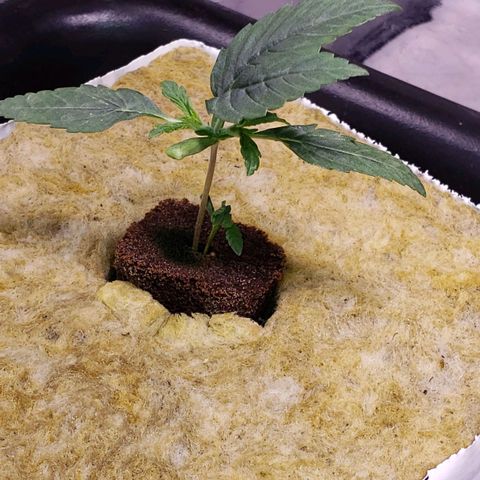 Harambe Alpha growlog photo: Little genetic goofball is going straight to veg once hardened 