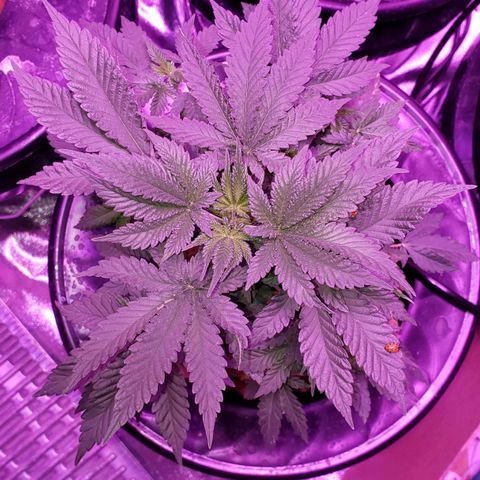 OGK Charlie growlog timeline photo