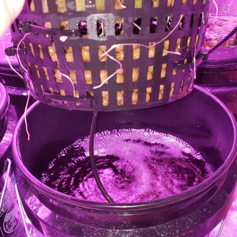 OGK Charlie growlog timeline photo