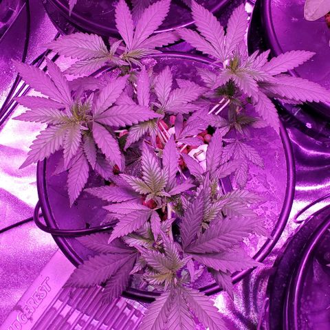 Phantom OG growlog timeline photo
