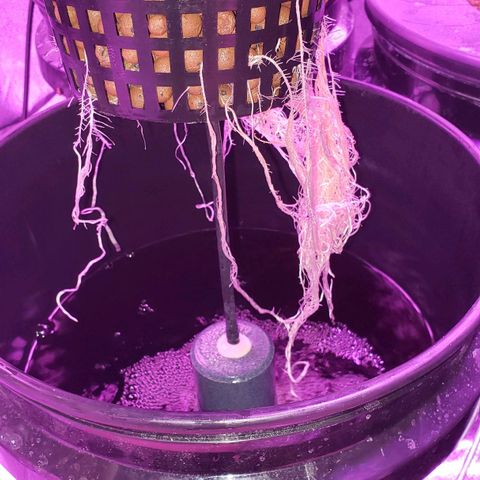 Phantom OG growlog timeline photo