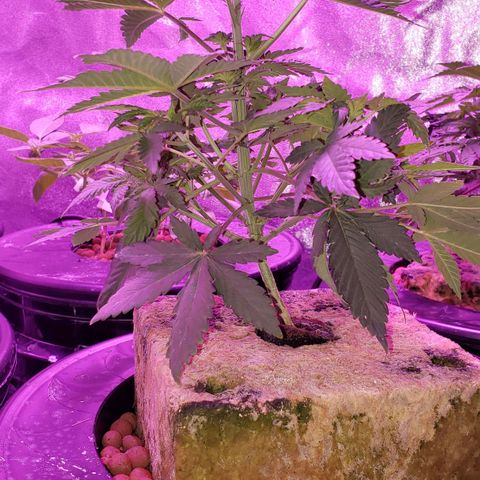 OGK Charlie growlog timeline photo