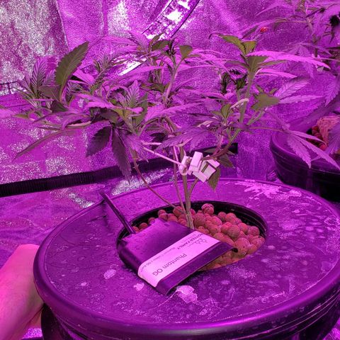 Phantom OG growlog timeline photo