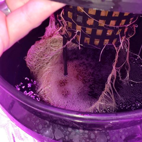 Cattle Baron growlog timeline photo