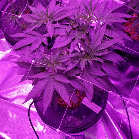 Cattle Baron growlog timeline photo