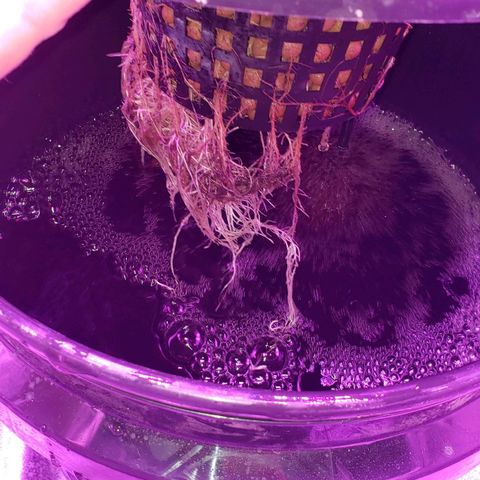 Peacemaker growlog timeline photo