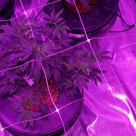 Peacemaker growlog timeline photo