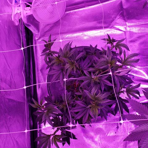 Peacemaker growlog timeline photo