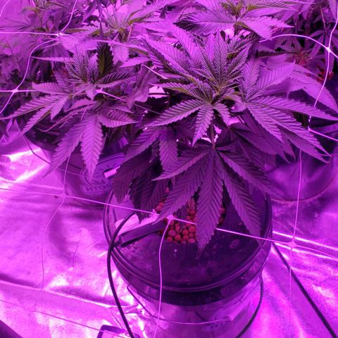 Cattle Baron growlog timeline photo