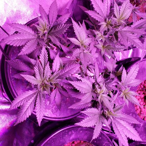 Phantom OG growlog timeline photo